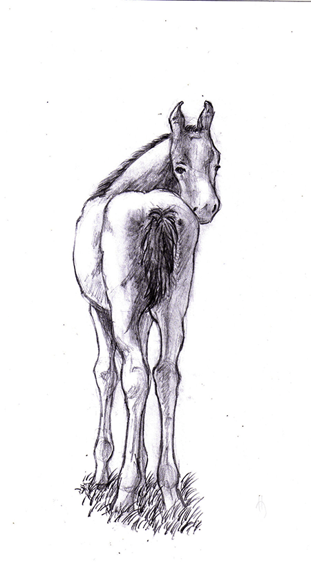 Foal<br/>Traditional medium, pencil