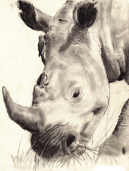 Rhino<br/>Traditional medium, pencil