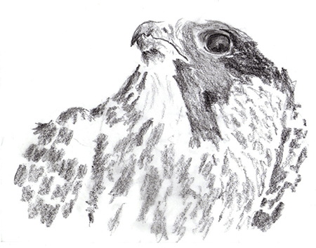 Falcon<br/>Traditional medium, pencil